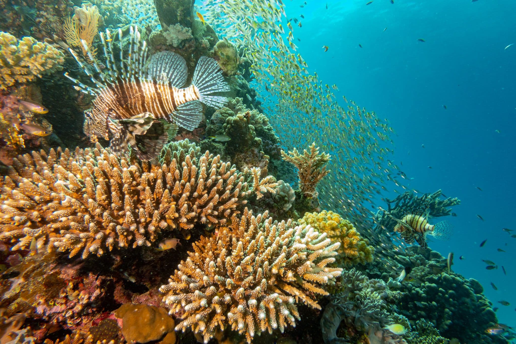 Lionfish near a colorful Red Sea reef during an introductory dive day