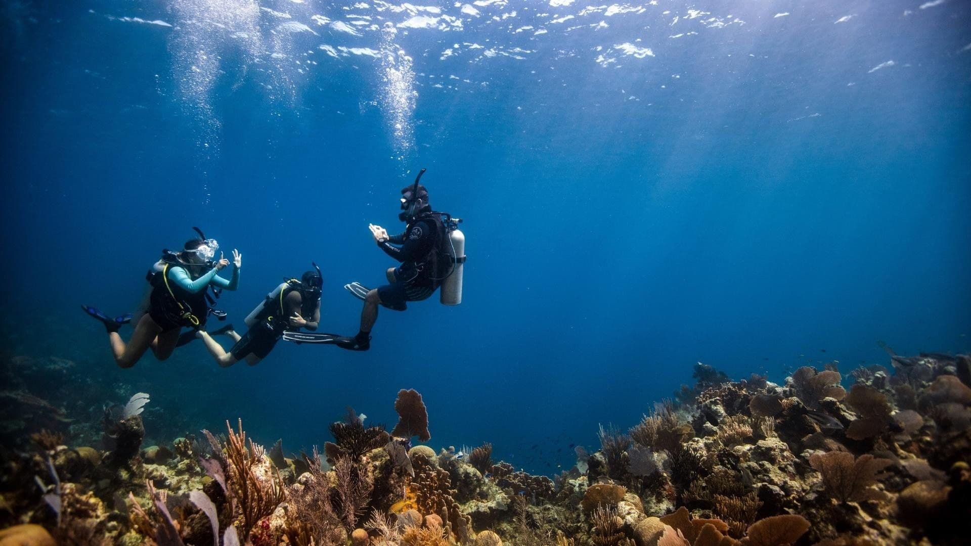 Three divers floating above a colorful Red Sea coral reef