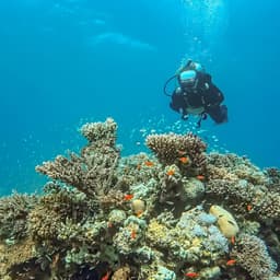 Diver explores a colorful coral reef under clear blue ocean water.