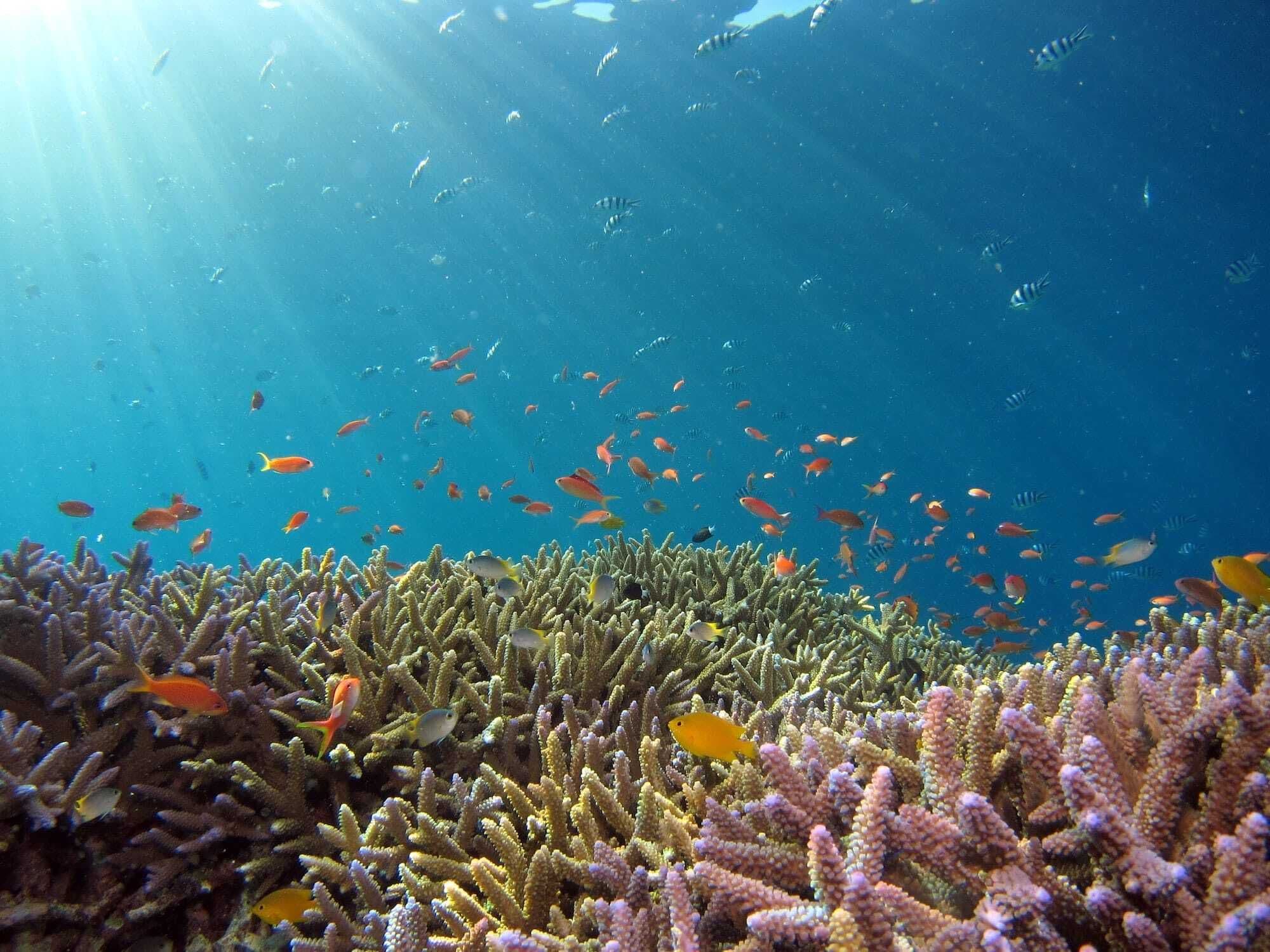 Colorful Red Sea reef fish in sunlit blue water