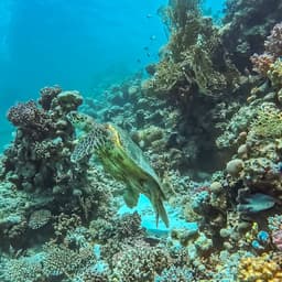 A green sea turtle swims gracefully amidst a colorful coral reef under clear ocean water.