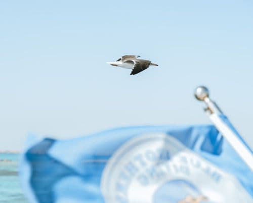 A seagull flying over the ocean, with a blue flag visible on a boat in the foreground.